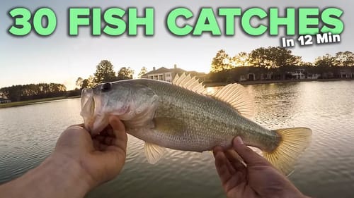 30 Fish Catches in 12 Minutes