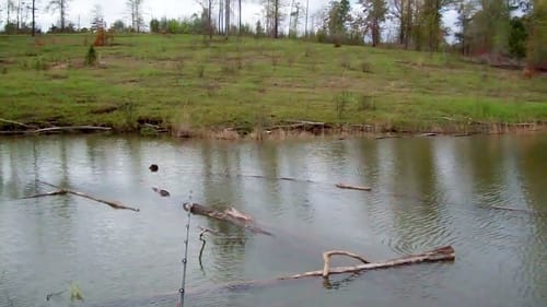 Spring Bass Fishing with Lizards and Flukes.
