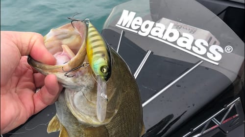 This Simple Tip Will Double Your Deep Crankbait Bites In Early Summer