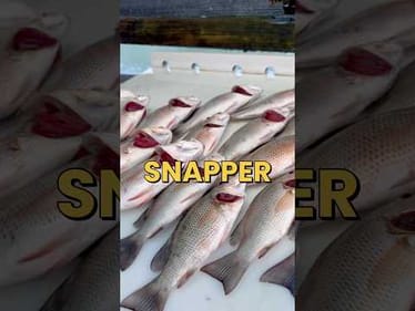 Snapper Fishing At The Old Swing Bridge! #fishing #fishingvideos #snapper