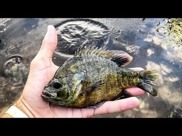 MONSTER BASS EAT LIVE BLUEGILL!