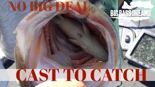 Another Giant Bass Eats Swimbait - Cast To Catch to Scale