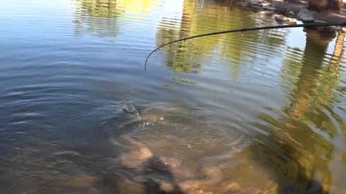 Catching Urban Bass In The Summer
