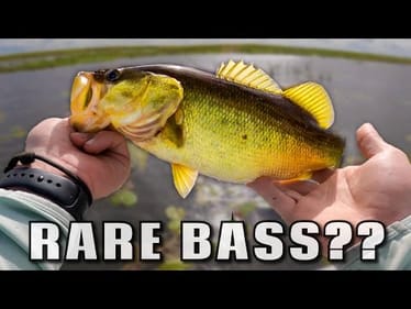 Surprise Fishing Trip Turns Up GOLDEN BASS on Okeechobee