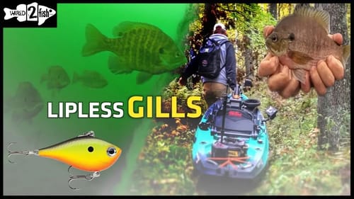 Target Bigger Panfish With Micro Lipless Crankbaits