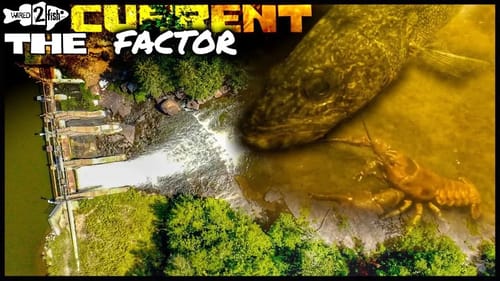 How Current Repositions Fish | Underwater Footage