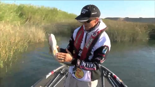 Edwin Evers 3 Lb on frog BASS LIVE www.bassmaster.com