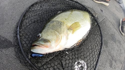 THIS BASS IS WAY OVER 10 POUNDS!!