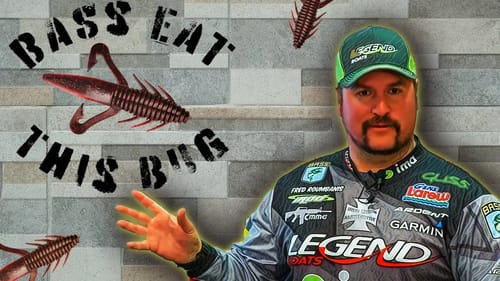 People Call It a "Biffle Bug" & BASS LOVE 'EM