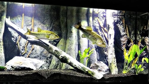 Releasing Our Pet Bass
