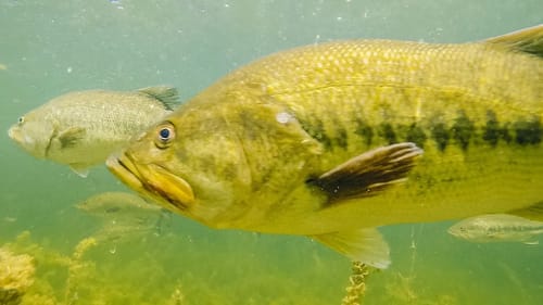 CRAZY UNDERWATER BASS FISHING FOOTAGE!! + SPRING FISHING TIPS YOU'VE NEVER TRIED!