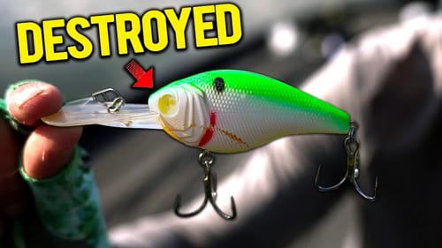I WRECKED them on a PLUG!