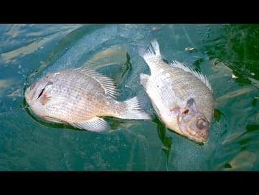 The Hunt For Ice Fish