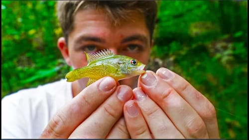 Micro Fishing HIDDEN Backwoods Stream -- Homecoming Tour Pt. 2