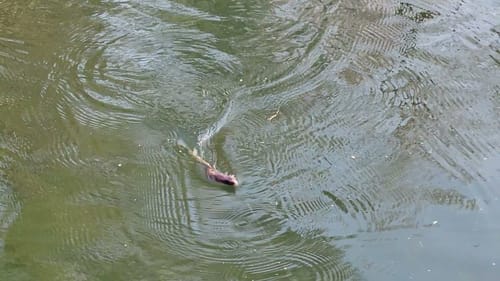 Swimbait Review: Cooper B8s Miner Glide