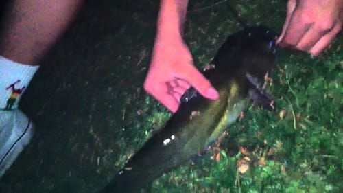 Night Time Catfishing