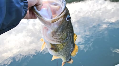 Fishing the Magic Bass Lake Again!