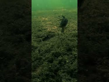 ARK Flippin' Jig Underwater