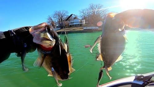 FAT Winter Bass DESTROY our Favorite Baits!!! (Tournament Pre-Fishing)