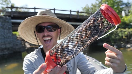 Fishing LIVE Crickets for Spawning Bluegill (Ultra Light Tackle)