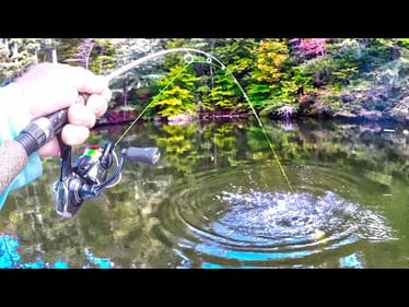 Target ALL Species Of Fish In One Area With One Rig! (I Caught So Many Fish!)