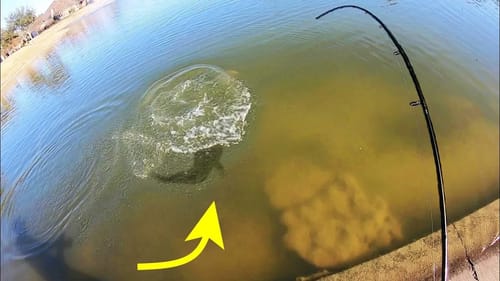 MONSTER FISH gave me COVID?!!