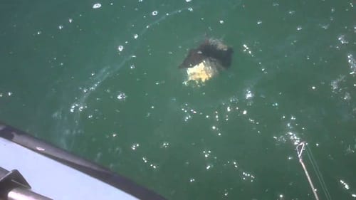 Pine Flat Bass Fishing