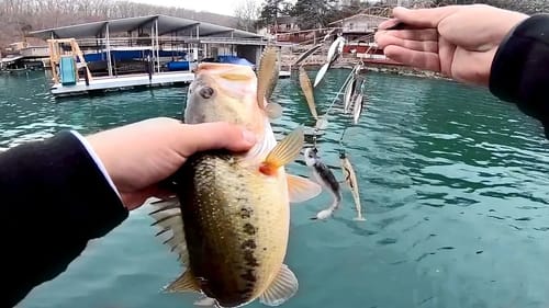 Winter Bass LOVE Alabama Rigs!!!
