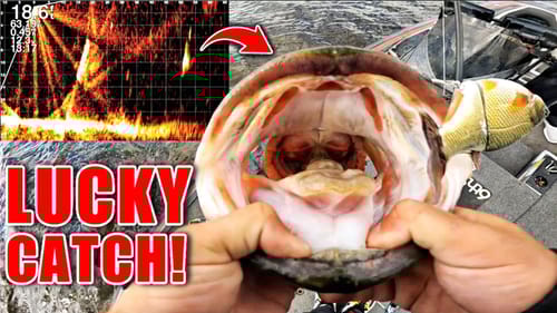 I Didn't Deserve to Catch this MONSTER Fish!! (LIVE Swimbait Eats on Panoptix)