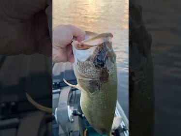 Check Out This Bass Markings 🤯