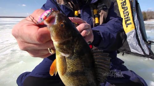Fish Glow Lures for Low Light Ice Fishing