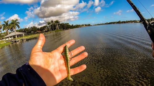 This Lure Saved My Terrible Day