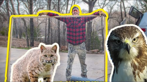 Defending My Backyard Chickens! Hawk & Bobcat Defense