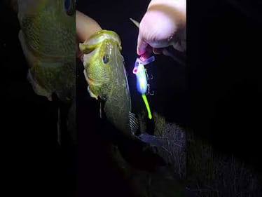 Abs Mischief Go for the only fish today!