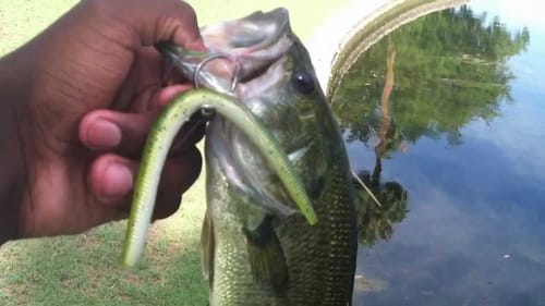 Hat Cam Bassin