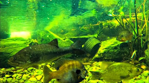 Pet Fish Survived the Hurricane (Major Damage)