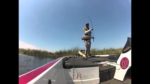Swim Jig on the Delta