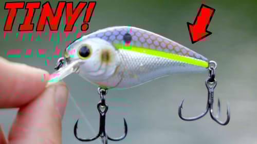 Why You NEED To Try This TINY Crankbait!