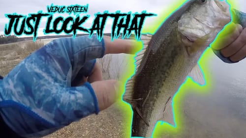 Let's See If They Catch Fish | VLOGMAS 2018 Day 16