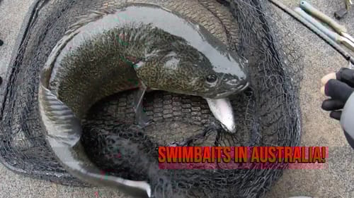 Murray Cod on the Swimbait! Cast to Catch to Mat - Big Bass Dreams Australia!
