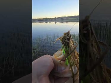 Didn't eat it on the grass,  but right after it started swimming... crunch!