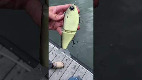 Swimbait Review: Shizzard
