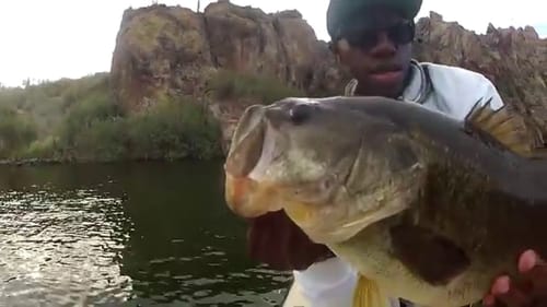 Arizona Urban Swimbait Fishing