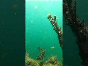 The Smartest Bass You've Ever Seen! **Underwater Footage**