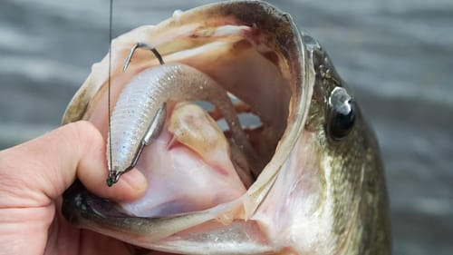 Rhythm Wave Swimbait Review