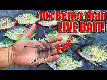 this New Bait OUT FISHES Live Bait 10 to 1! (Winter Crappie Fishing)