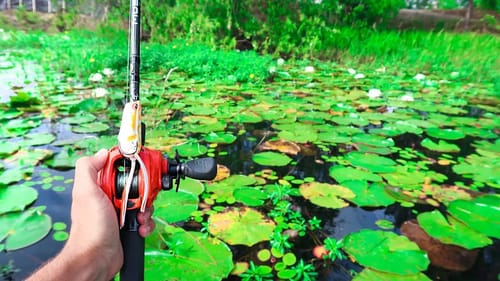 Fishing for BIG Bass in PADS (Frog Fishing)
