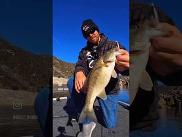 Reeling our Finesse Swimbait Head high in the column and this bass couldn’t resist 🎯 #bassunion