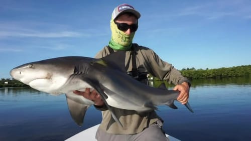 Sight Fishing for Sharks