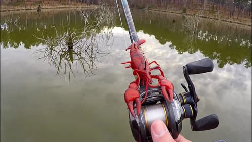 Spawning Bass Destroy New Crawfish Lure!